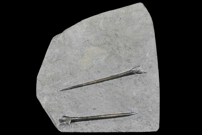 Two Jurassic Belemnites (Youngibelus) - Posidonia Shale #167848